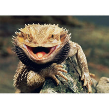 Charger l'image dans la galerie, Lézard - peinture en diamant complet - 40x30cm