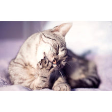 Charger l'image dans la galerie, Animaux - diamant rond complet - 40x30cm