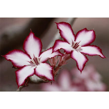 Charger l'image dans la galerie, Fleur - diamant rond complet - 40x30cm