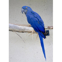 Charger l'image dans la galerie, Oiseau - diamant rond complet - 40x30cm