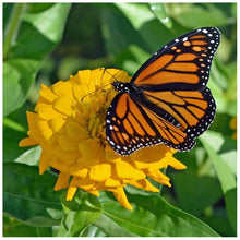 Charger l'image dans la galerie, Papillon - diamant rond complet - 30x30cm