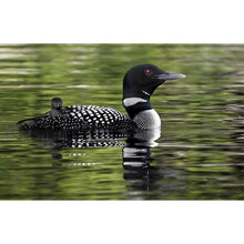 Charger l'image dans la galerie, Oiseau de plongée - diamant rond complet - 40x30cm