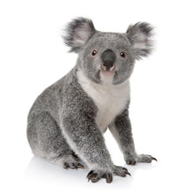 Charger l'image dans la galerie, Koala - peinture en diamant complet - 30x30cm