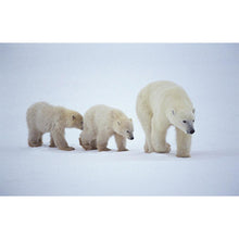 Charger l'image dans la galerie, Ours polaire - diamant rond complet - 40x30cm