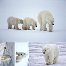 Charger l'image dans la galerie, Ours polaire - diamant rond complet - 40x30cm