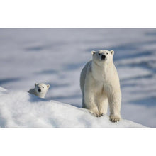 Charger l'image dans la galerie, Ours polaire - diamant rond complet - 40x30cm