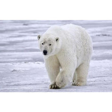 Charger l'image dans la galerie, Ours polaire - diamant rond complet - 40x30cm