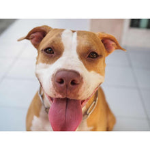 Charger l'image dans la galerie, Chien - peinture en diamant complet - 30x40cm