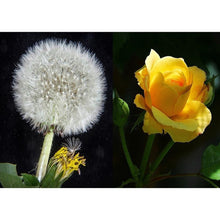 Charger l'image dans la galerie, Pissenlit de point de croix - peinture complète de diamant - 30x40cm