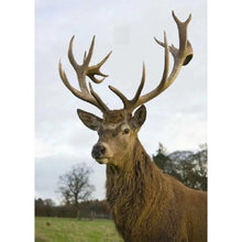 Charger l'image dans la galerie, Élan complet - peinture en diamant complet - 30x40cm