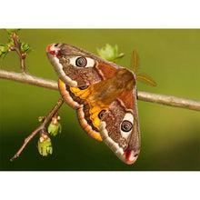 Charger l'image dans la galerie, Emperor mothart - peinture en diamant complet - 40x30cm