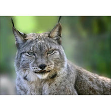 Charger l'image dans la galerie, LynxAnimal - peinture en diamant complet - 40x30cm