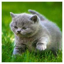 Charger l'image dans la galerie, Animal de chat - peinture complète de diamant - 30x30cm