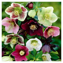 Charger l'image dans la galerie, Point de croix - peinture en diamant complet - 30x30cm