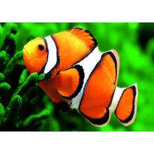 Charger l'image dans la galerie, Poissons de natation - peinture complète de diamant - 30x40cm