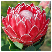 Charger l'image dans la galerie, Fleur - diamant rond complet - 30x30cm