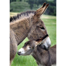 Charger l'image dans la galerie, Âne - diamant rond complet - 30x40cm