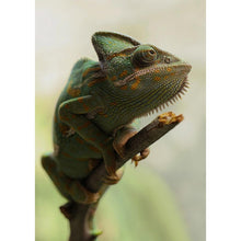 Charger l'image dans la galerie, Animal de changement de couleur - diamant rond complet - 30x40cm