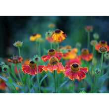 Charger l'image dans la galerie, Plantes - diamant rond complet - 40x30cm