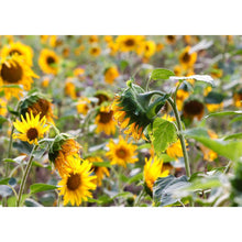 Charger l'image dans la galerie, Plantes - diamant rond complet - 40x30cm