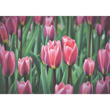 Charger l'image dans la galerie, Plantes - diamant rond complet - 40x30cm