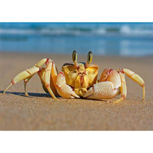 Charger l'image dans la galerie, Animal - diamant rond complet - 40x30cm