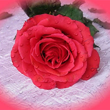 Charger l'image dans la galerie, Fleurs - diamant rond complet - 30x30cm