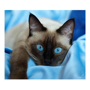 Chat d’oeil bleu - diamant rond complet - 40x30cm