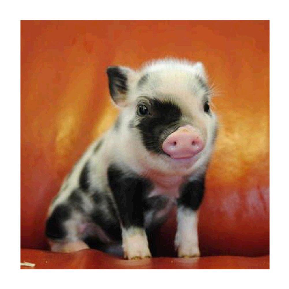 Porc - diamant rond complet - 30x30cm