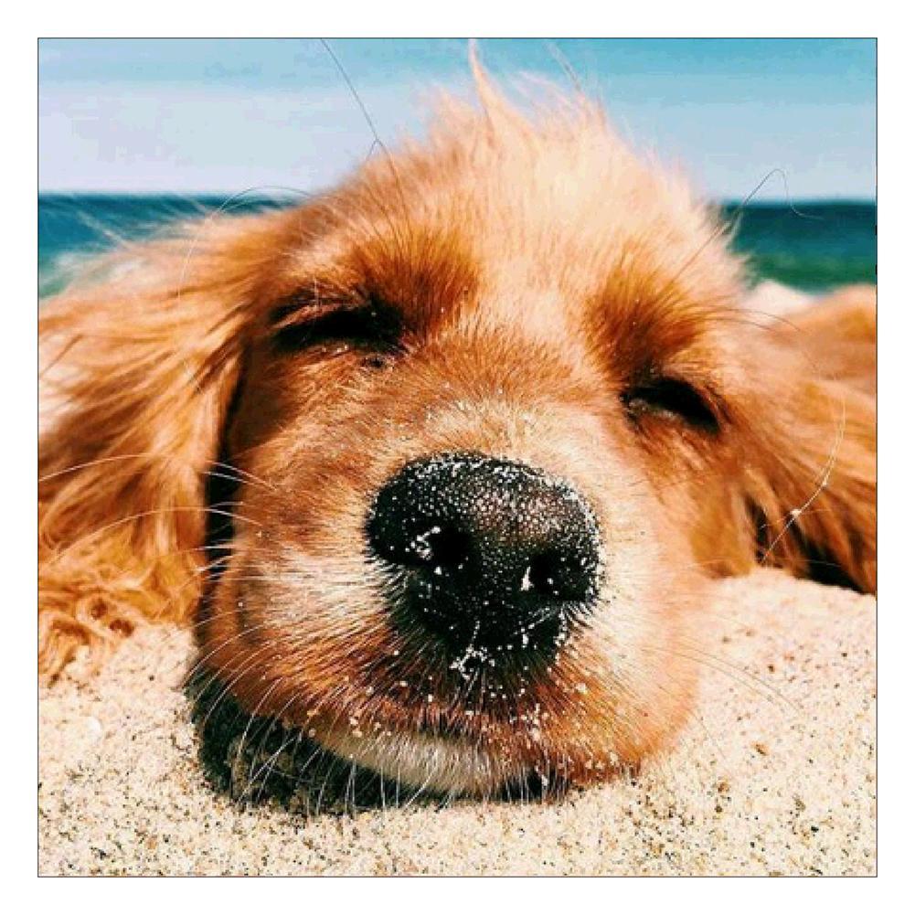 Chien - peinture en diamant complet - 30x30cm