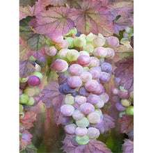 Charger l&#39;image dans la galerie, Huile?  - diamant rond complet - 40x30cm
