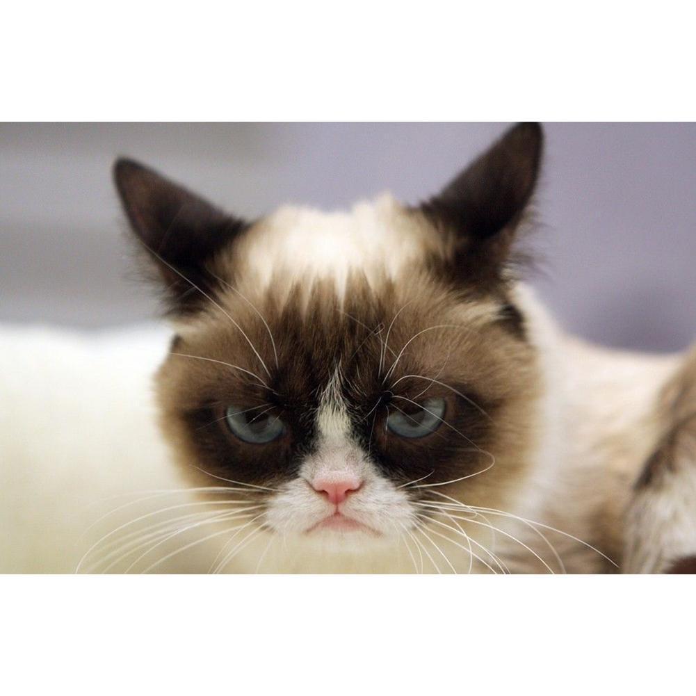 Chat - diamant rond complet - 40x30cm