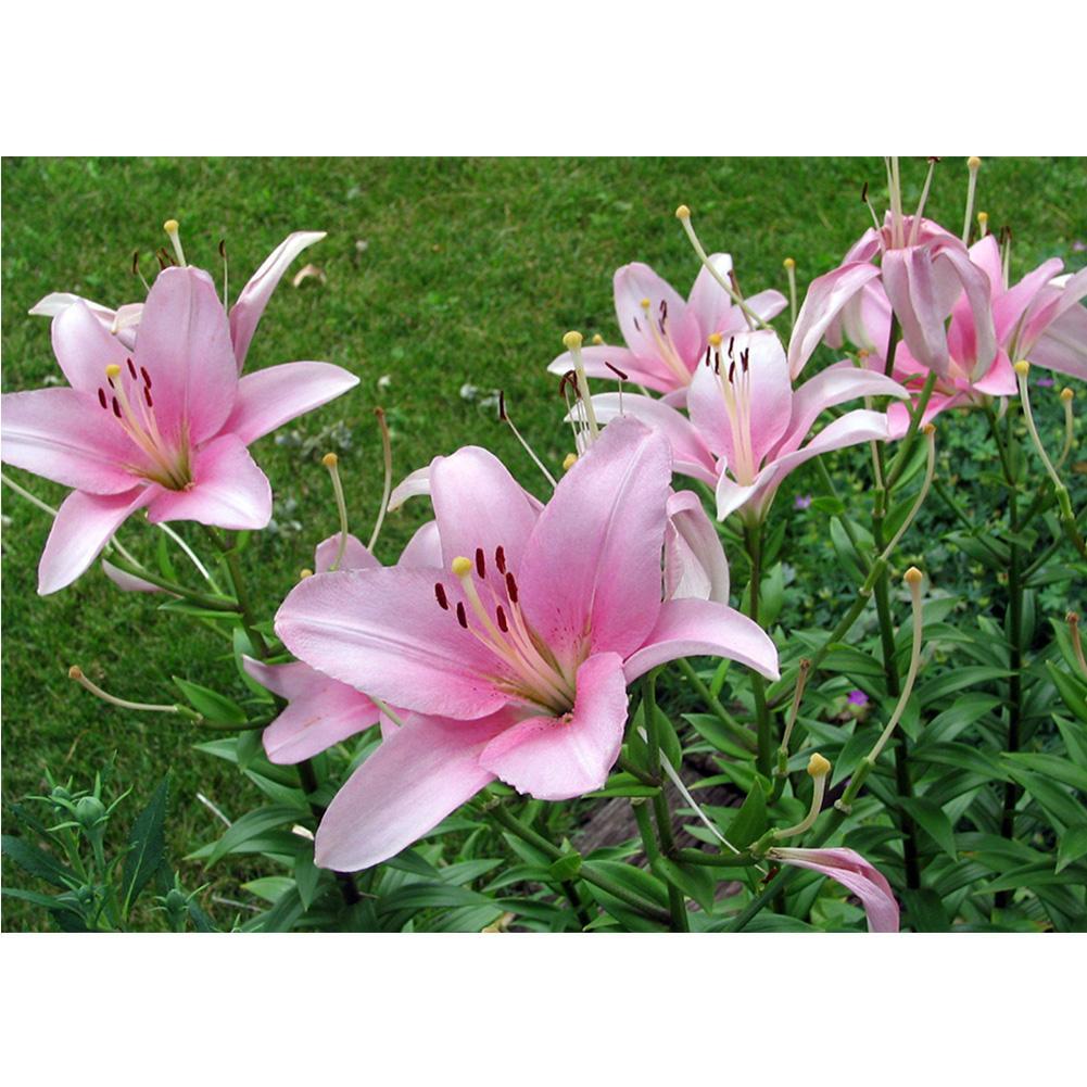 Fleur - diamant rond complet - 40x30cm