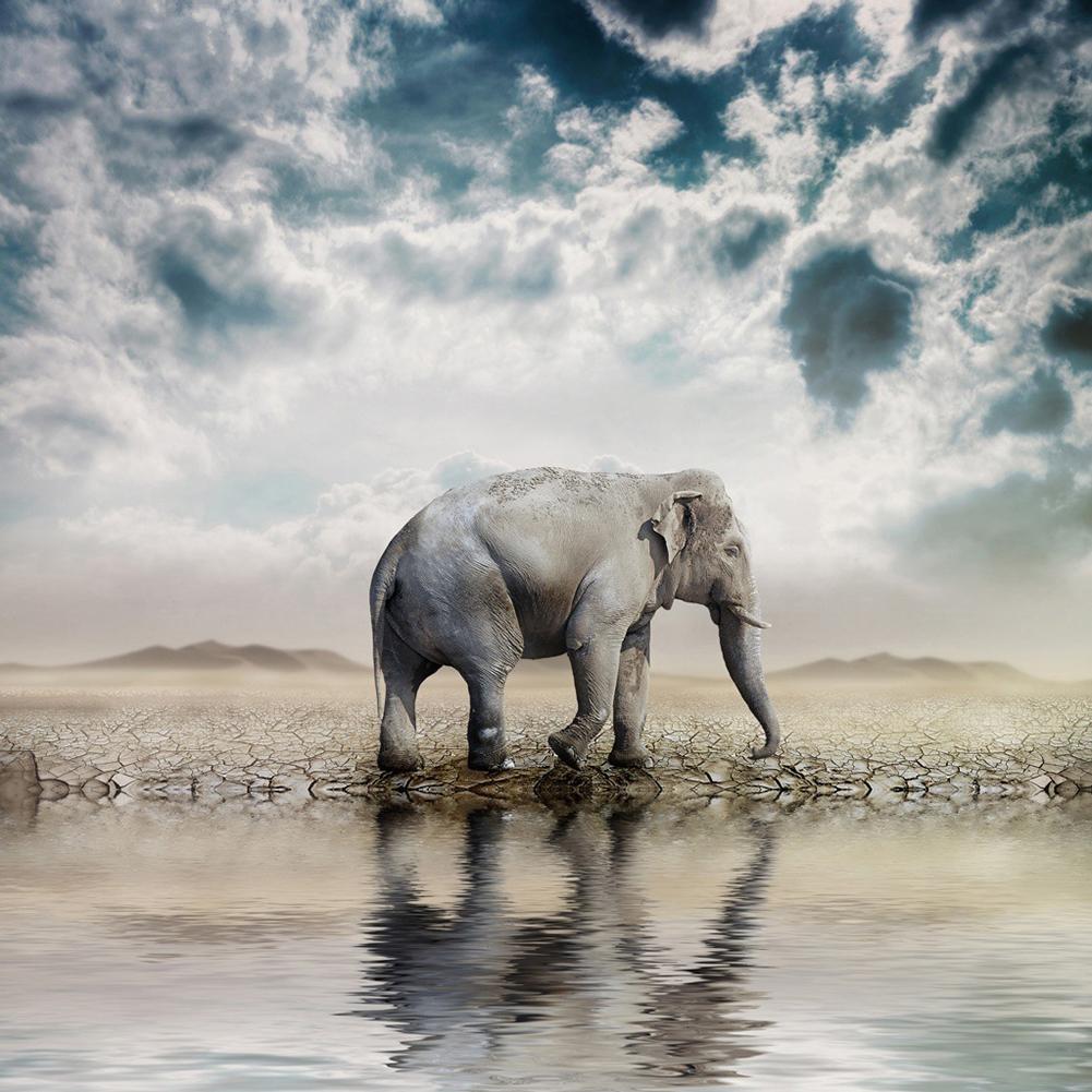 Animal - diamant rond complet - 30x30cm