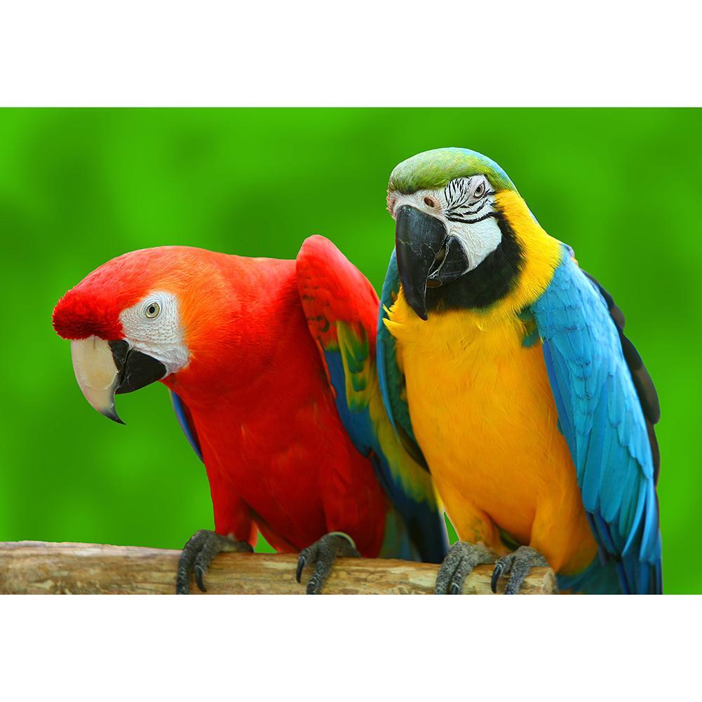 Perroquet - diamant rond complet - 30x40cm