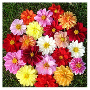 Fleur - peinture en diamant complet - 30x30cm
