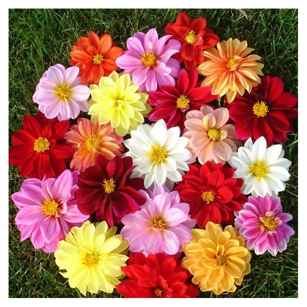 Fleur - peinture en diamant complet - 30x30cm