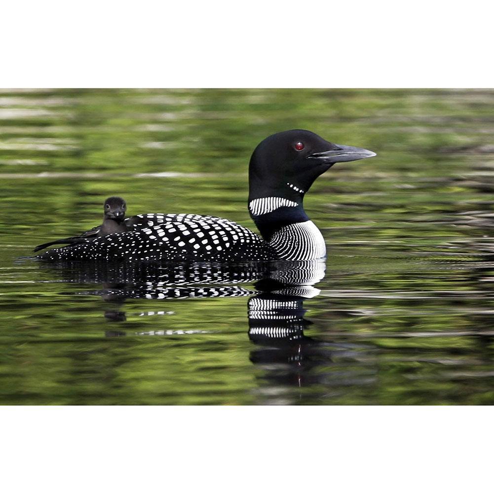 Oiseau de plongée - diamant rond complet - 40x30cm