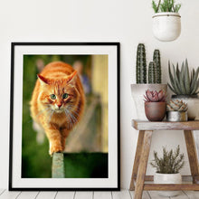 Charger l&#39;image dans la galerie, Chat - peinture en diamant complet - 30x40cm
