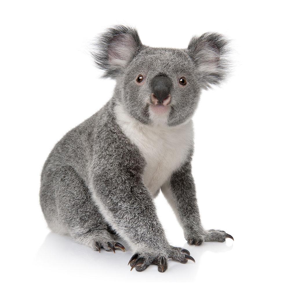 Koala - peinture en diamant complet - 30x30cm