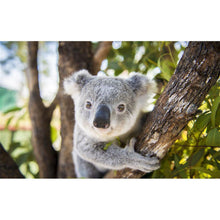 Charger l&#39;image dans la galerie, Koala - peinture en diamant complet - 40x30cm

