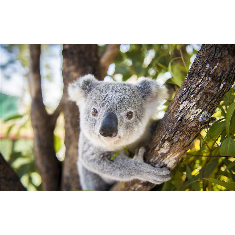 Koala - peinture en diamant complet - 40x30cm