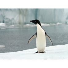 Charger l&#39;image dans la galerie, Pingouin - diamant rond complet - 40x30cm
