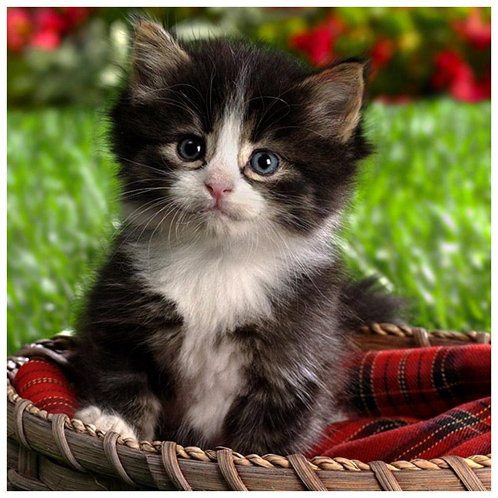 Beau chat - peinture en diamant complet - 30x30cm