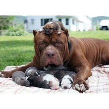 Charger l&#39;image dans la galerie, Chien - peinture en diamant complet - 30x40cm
