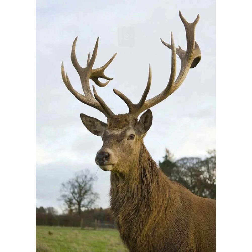 Élan complet - peinture en diamant complet - 30x40cm