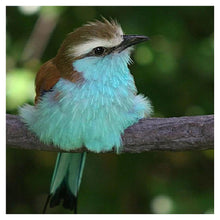 Charger l&#39;image dans la galerie, Animal d’oiseau - peinture complète de diamant - 30x30cm
