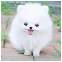 Charger l&#39;image dans la galerie, Mur de chien blanc mignon - peinture complète de diamant - 30x30cm
