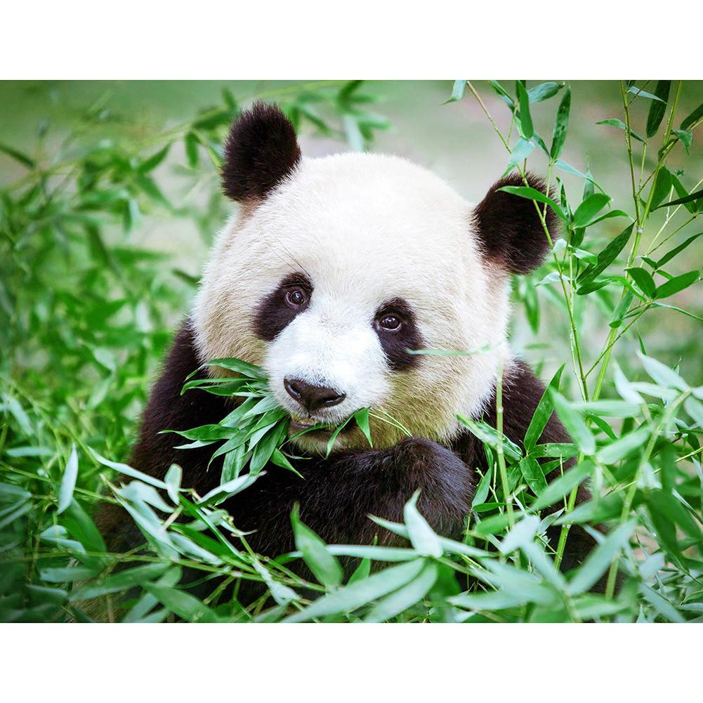 Panda mangeant le bambou - diamant rond complet - 50x40cm
