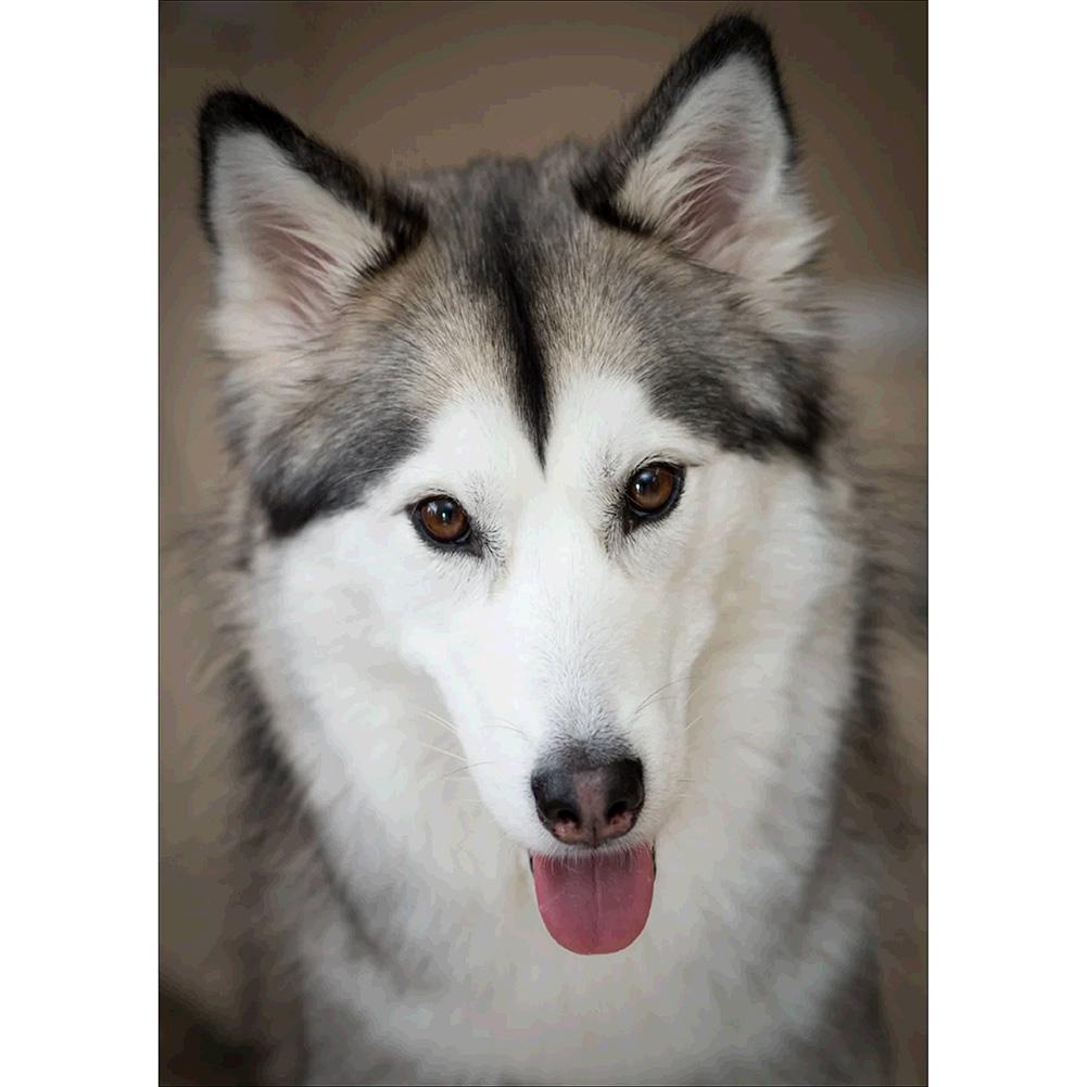 Loup docile - peinture complète de diamant - 30x40cm